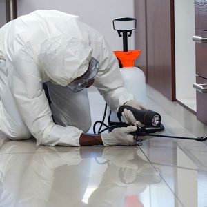 Comprehensive Guide to Local Exterminator Services in Prosper, TX: Finding the Best Pest Control Solutions for Your Home and Business